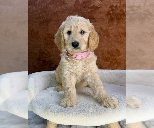 Medium Photo #10 Goldendoodle Puppy For Sale in OCALA, FL, USA