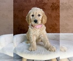 Small #9 Goldendoodle