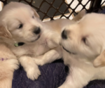 Small Photo #3 English Cream Golden Retriever Puppy For Sale in FORT MYERS, FL, USA