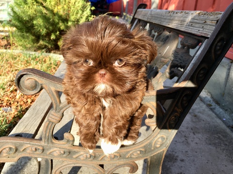 Medium Photo #50 Shih Tzu Puppy For Sale in HAYWARD, CA, USA