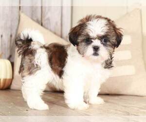Shih Tzu Puppy for sale in MOUNT VERNON, OH, USA