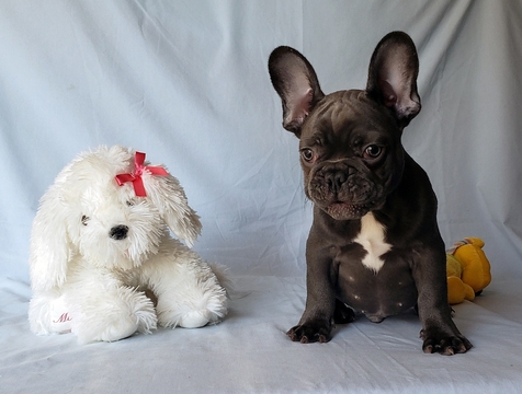 Medium Photo #9 French Bulldog Puppy For Sale in ADRIAN, MI, USA