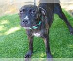 Small #1 American Staffordshire Terrier Mix