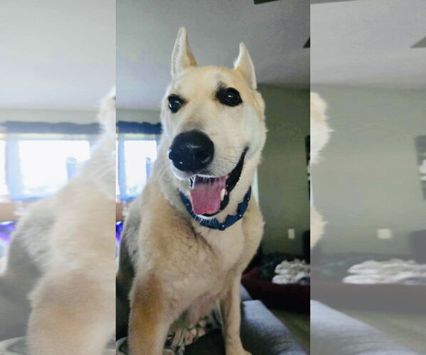 Medium Photo #5 Mutt Puppy For Sale in Germantown, OH, USA