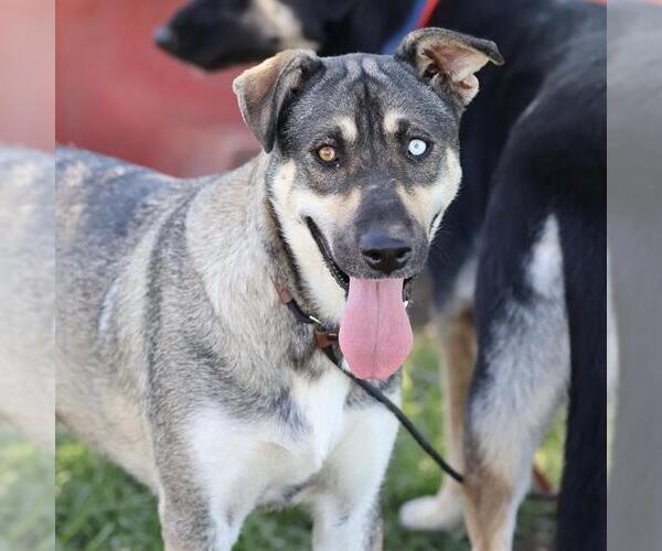 Medium Photo #1 German Shepherd Dog-Unknown Mix Puppy For Sale in Modesto, CA, USA