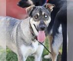 Small German Shepherd Dog Mix