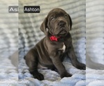 Image preview for Ad Listing. Nickname: Ashton