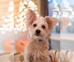 Small Photo #8 Mutt Puppy For Sale in Sandy, UT, USA