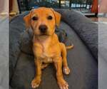Small #6 Mutt
