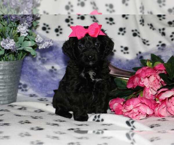 Medium Photo #2 F2 Aussiedoodle Puppy For Sale in LIBERAL, MO, USA