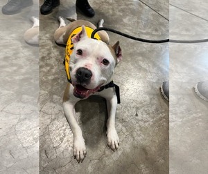 American Pit Bull Terrier-Unknown Mix Dogs for adoption in Rockaway, NJ, USA