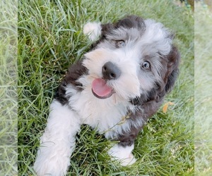 Aussie-Poo Puppy for sale in BOYDS, MD, USA