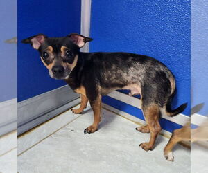 Chihuahua Dogs for adoption in Walnutport, PA, USA