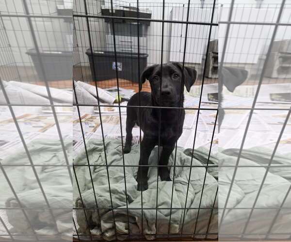 Medium Photo #2 Labrador Retriever-Unknown Mix Puppy For Sale in SHERBURNE, NY, USA
