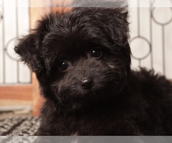 Medium Photo #2 Aussiedoodle Toy Puppy For Sale in NAPLES, FL, USA