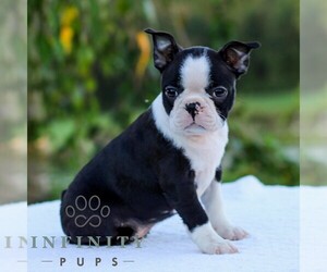 Boston Terrier Puppy for sale in MANHEIM, PA, USA