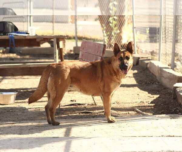 Medium Photo #2 German Shepherd Dog-Unknown Mix Puppy For Sale in El Centro, CA, USA