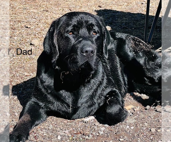 Medium Photo #10 Labrador Retriever Puppy For Sale in REDDING, CA, USA