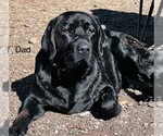 Litter of 7 - Male(s) and Female(s) Labrador RetrieverLitter of Puppies for Sale - Photo #10