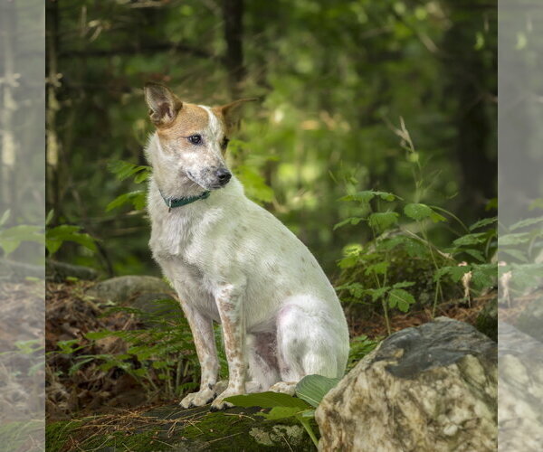 Medium Photo #7 Mutt Puppy For Sale in Garden City, NY, USA