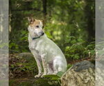 Small Photo #7 Mutt Puppy For Sale in Garden City, NY, USA
