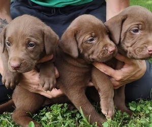 Chocolate Labrador retriever-German Shepherd Dog Mix Puppy for sale in ROCKY COMFORT, MO, USA