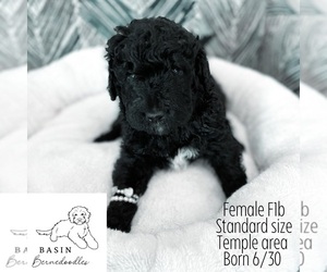 Bernedoodle-Poodle (Standard) Mix Puppy for sale in TEMPLE, TX, USA