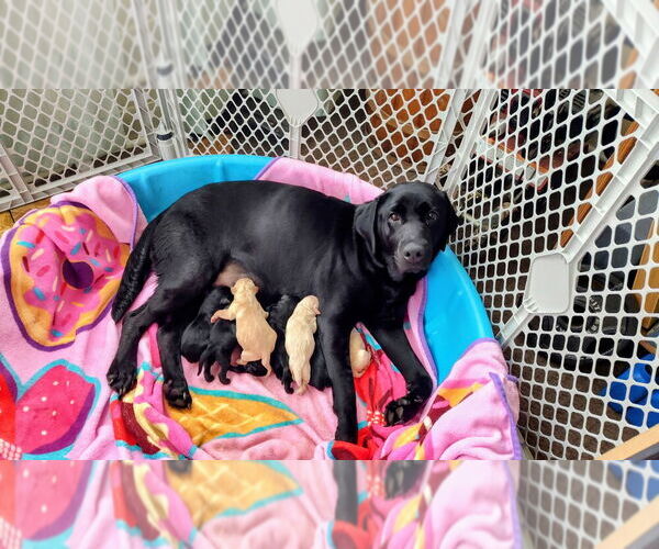 Medium Photo #16 Goldador Doodle Puppy For Sale in GIBSONVILLE, NC, USA