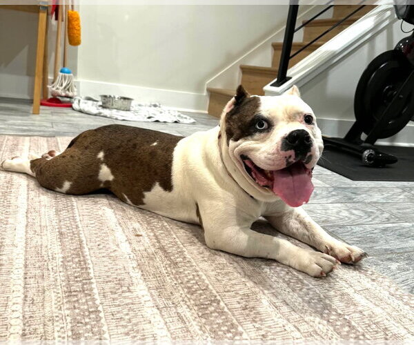 Medium Photo #8 American Bulldog Puppy For Sale in Rockville, MD, USA
