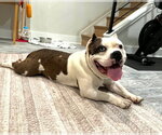 Small #7 American Bulldog