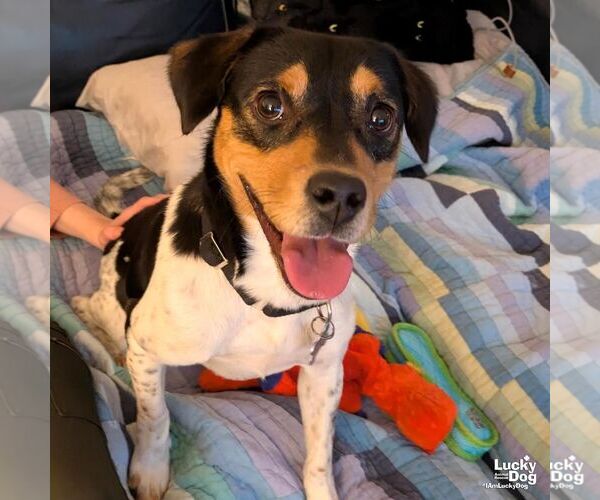 Medium Photo #5 Beagle-Unknown Mix Puppy For Sale in Washington, DC, USA