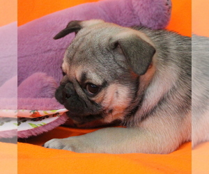 Pug Puppy for Sale in SALINA, Kansas USA