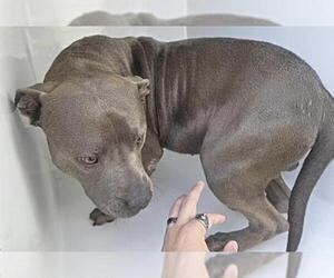 Mutt Dogs for adoption in Houston, TX, USA