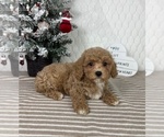 Small Cavapoo (Miniature)