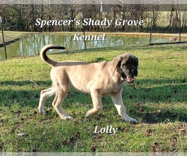 Medium Photo #12 Mastiff Puppy For Sale in CABOOL, MO, USA