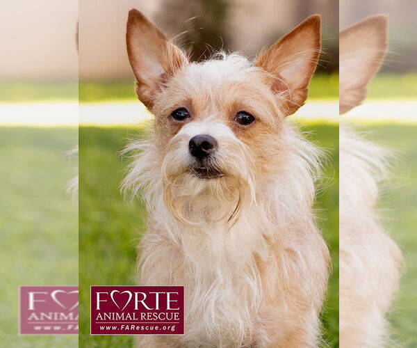 Medium Photo #5 Border Terrier-Chihuahua Mix Puppy For Sale in Marina del Rey, CA, USA