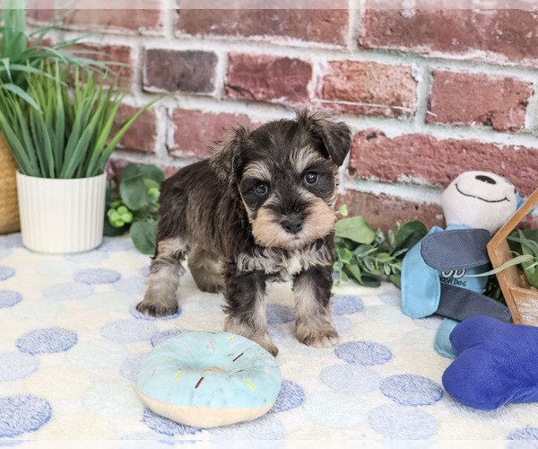 Medium Photo #2 Schnauzer (Miniature) Puppy For Sale in SYRACUSE, IN, USA