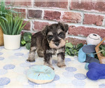 Small #1 Schnauzer (Miniature)