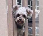 Small #3 Poodle (Toy)