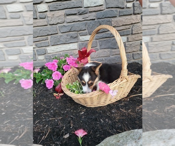Medium Photo #16 Pembroke Welsh Corgi Puppy For Sale in PORT BYRON, NY, USA