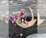 Small Photo #16 Pembroke Welsh Corgi Puppy For Sale in PORT BYRON, NY, USA