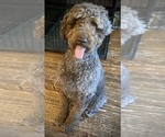 Small Photo #7 Goldendoodle Puppy For Sale in PECK, KS, USA