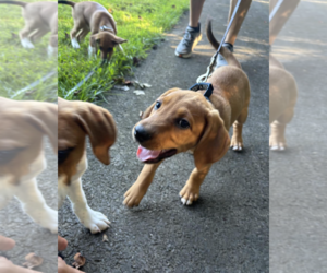 SAVANNAH'S LITTER: ONTARIO - Male Labbe Dog for Adoption - Photo #5