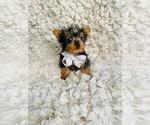Image preview for Ad Listing. Nickname: Teacup Timmy