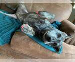 Small #15 Catahoula Leopard Dog Mix