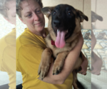 Small #1 German Shepherd Dog