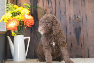 Aussie-Poo Puppy for sale in CUYAHOGA FALLS, OH, USA