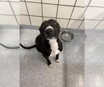 Small Labrador Retriever