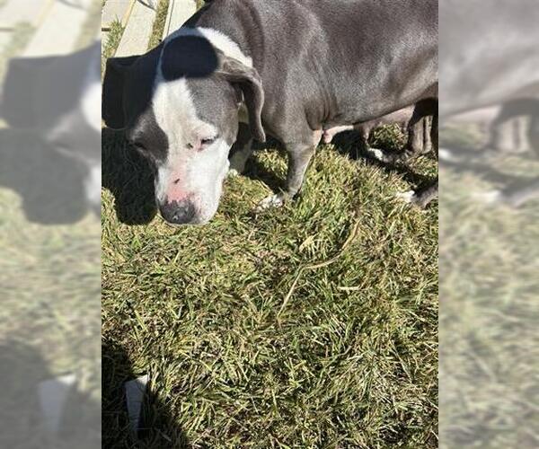 Medium Photo #1 American Pit Bull Terrier Puppy For Sale in Houston, TX, USA