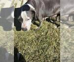 Small American Pit Bull Terrier